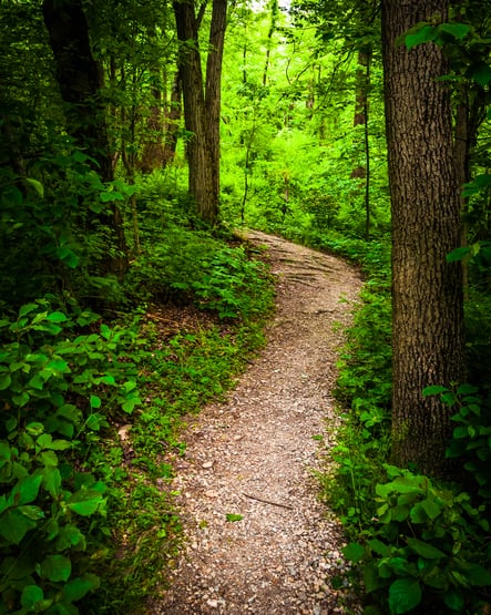 Forest trail